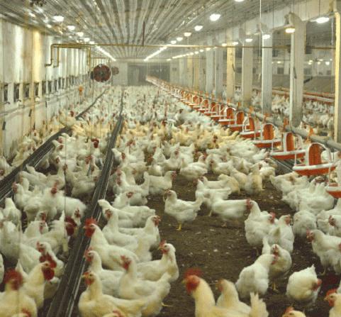 גידול תרנגולות כעסק: רווחיות, תנאים, ציוד