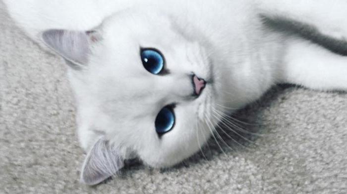 איזה גזע של חתולים עם עיניים כחולות