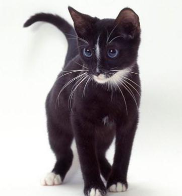 חתולים שחורים עם עיניים כחולות