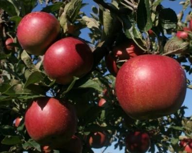 נטיעת עצים תפוחים בסתיו: טיפים גננים