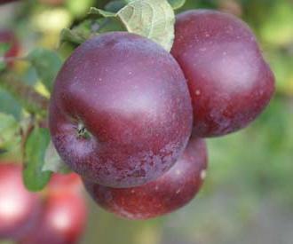 ספרטני - תפוח עץ של מגוון החורף