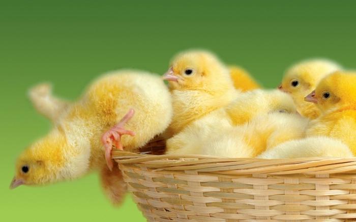 ספר חלומות: תרנגולות - לטוב ולטוב?