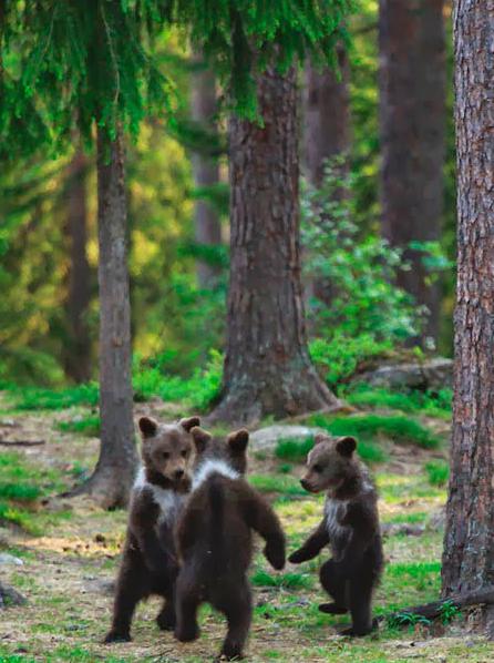 "שלושה דובים" - תמונה המפאר את היופי של הטבע הרוסי