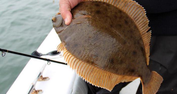 ים שחור flounder: תמונה ותיאור