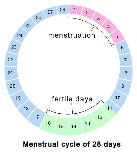 כיצד נכון לחשב חודשי? לוח שנה חודשי, חודשי מחזור - מידע מקיף עבור נשים